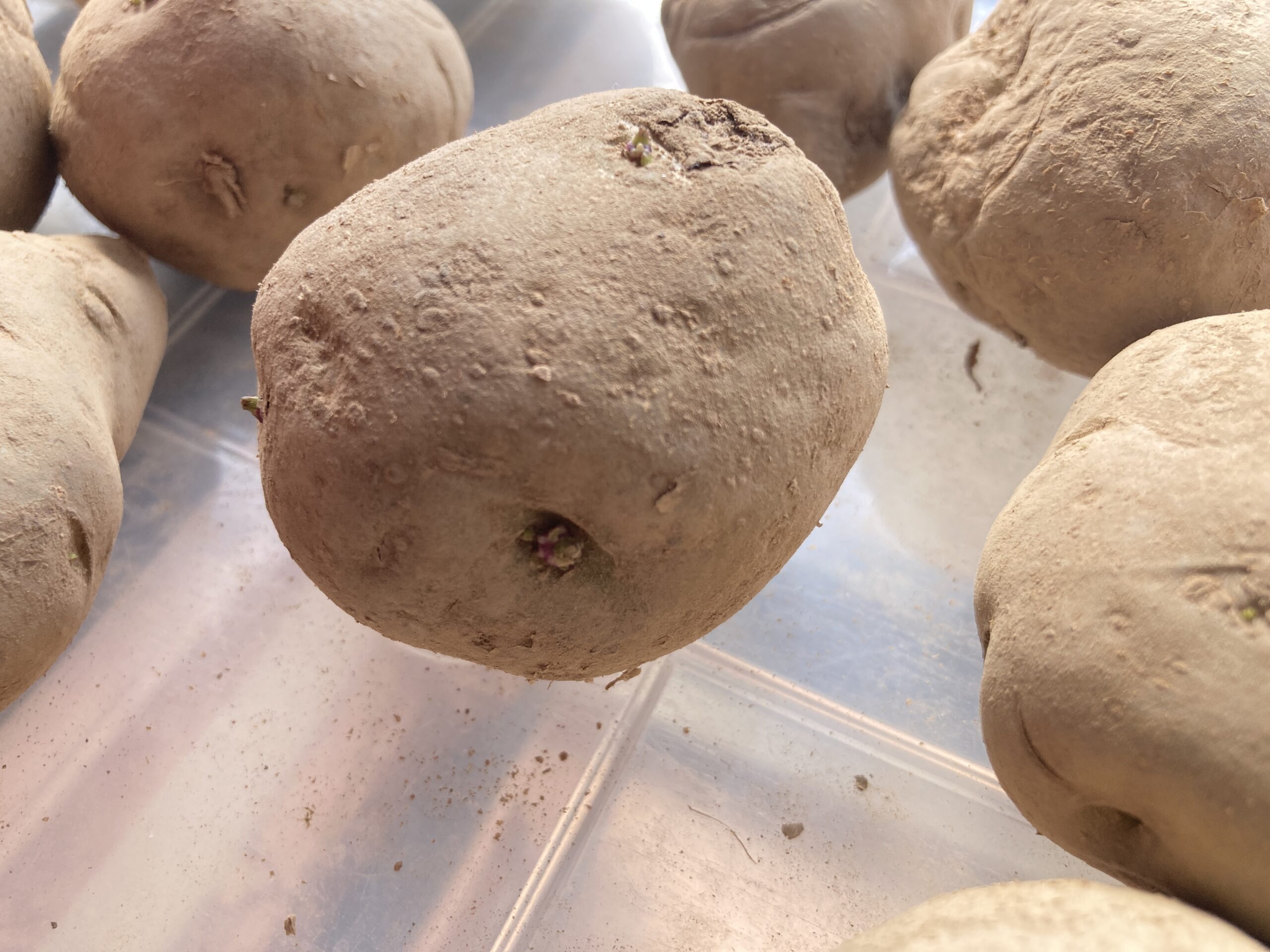 ジャガイモの育て方｜初心者でも簡単！春と秋に育てられる！家庭菜園初心者にもおすすめの人気野菜