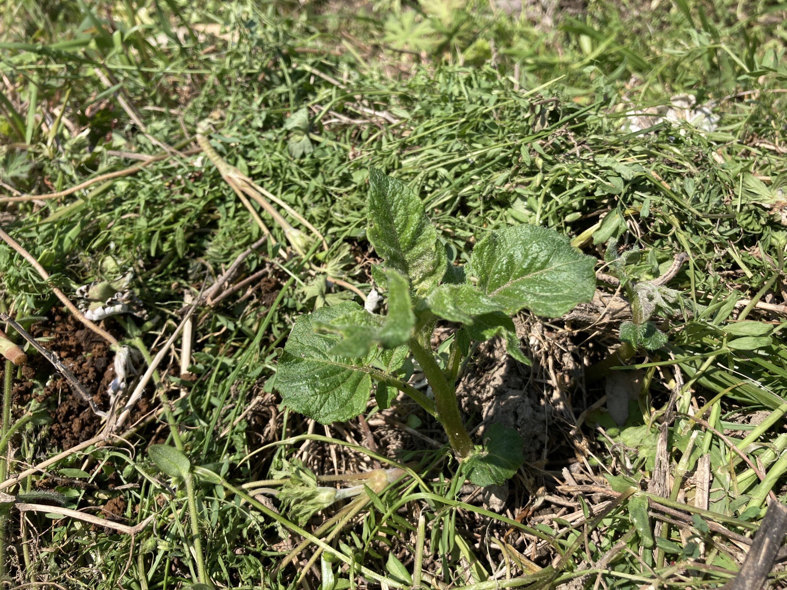 ジャガイモの育て方｜初心者でも簡単！春と秋に育てられる！家庭菜園初心者にもおすすめの人気野菜