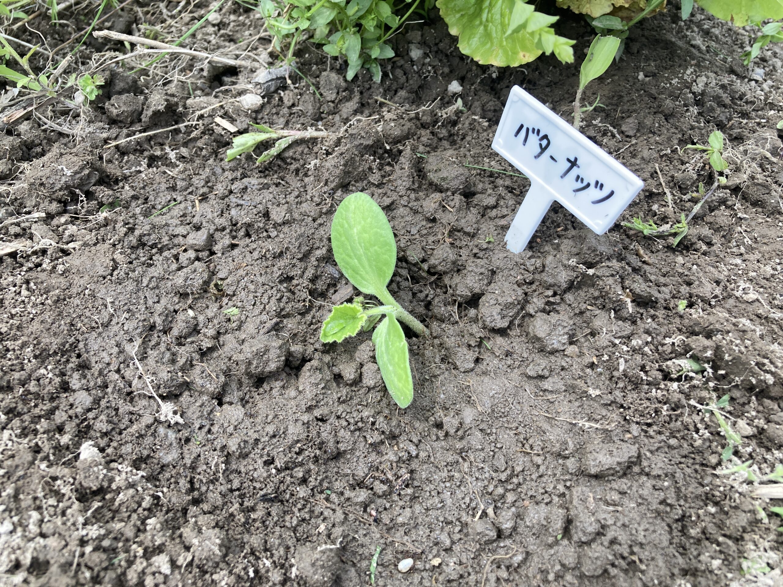 カボチャ(かぼちゃ)の育て方|初心者でも簡単!家庭菜園でも甘くてホクホク!大収穫がうれしい夏野菜