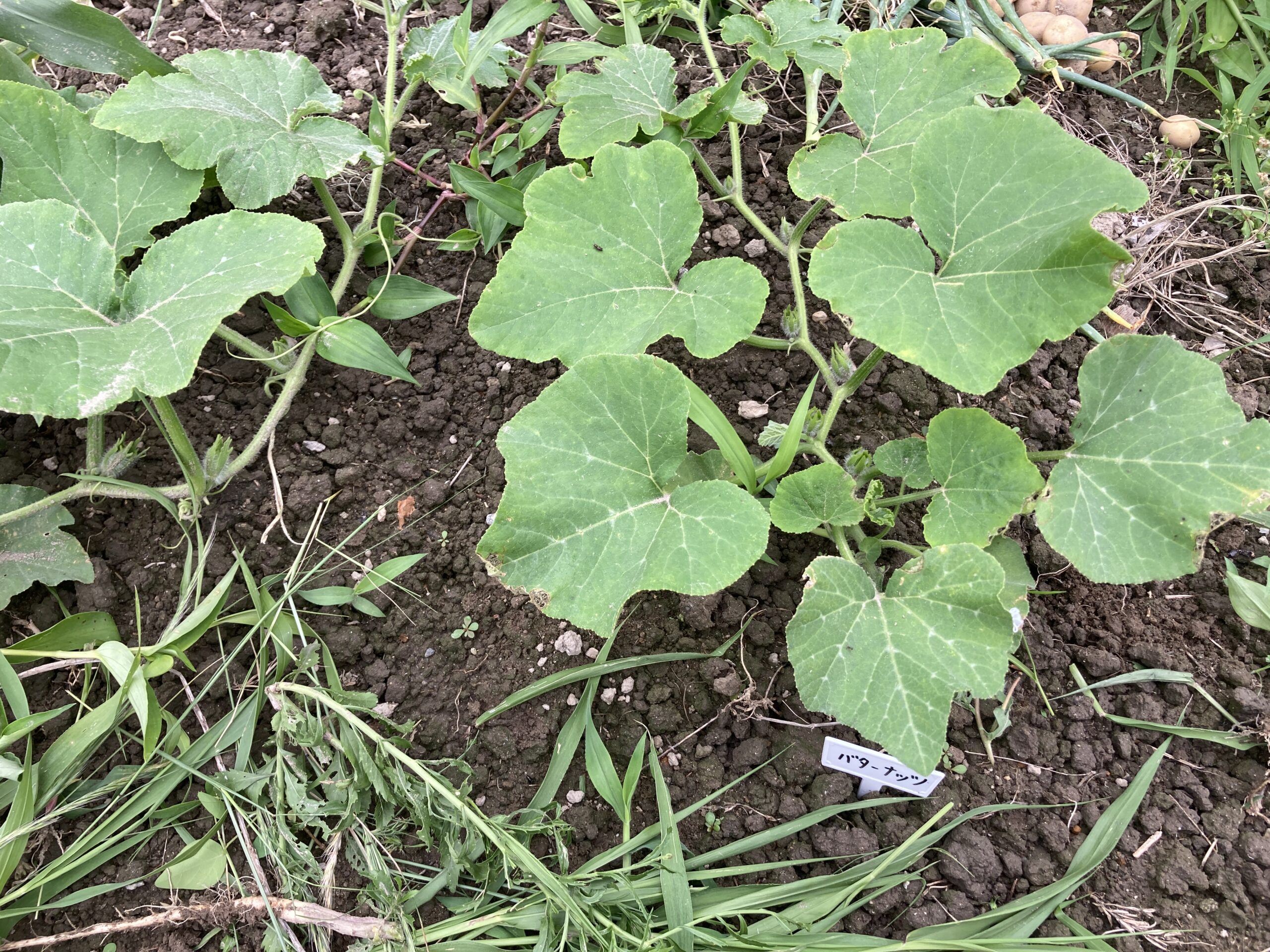 カボチャ（かぼちゃ）の育て方｜初心者でも簡単！家庭菜園でも甘くてホクホク！大収穫がうれしい夏野菜