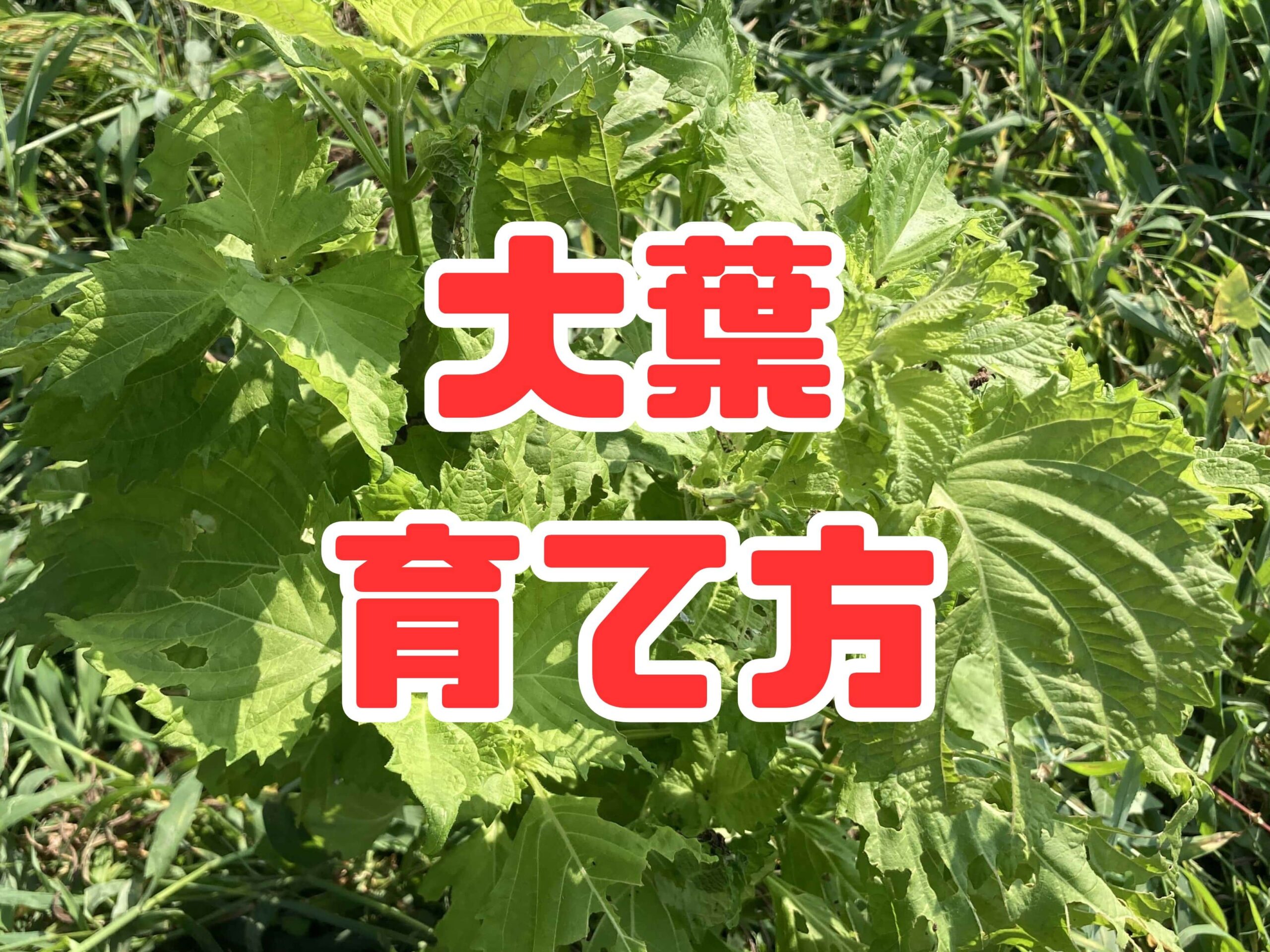大葉（シソ・紫蘇）の育て方｜初心者におすすめ！香り豊かで料理の名脇役！初心者でも簡単に育てられる万能ハーブ！
