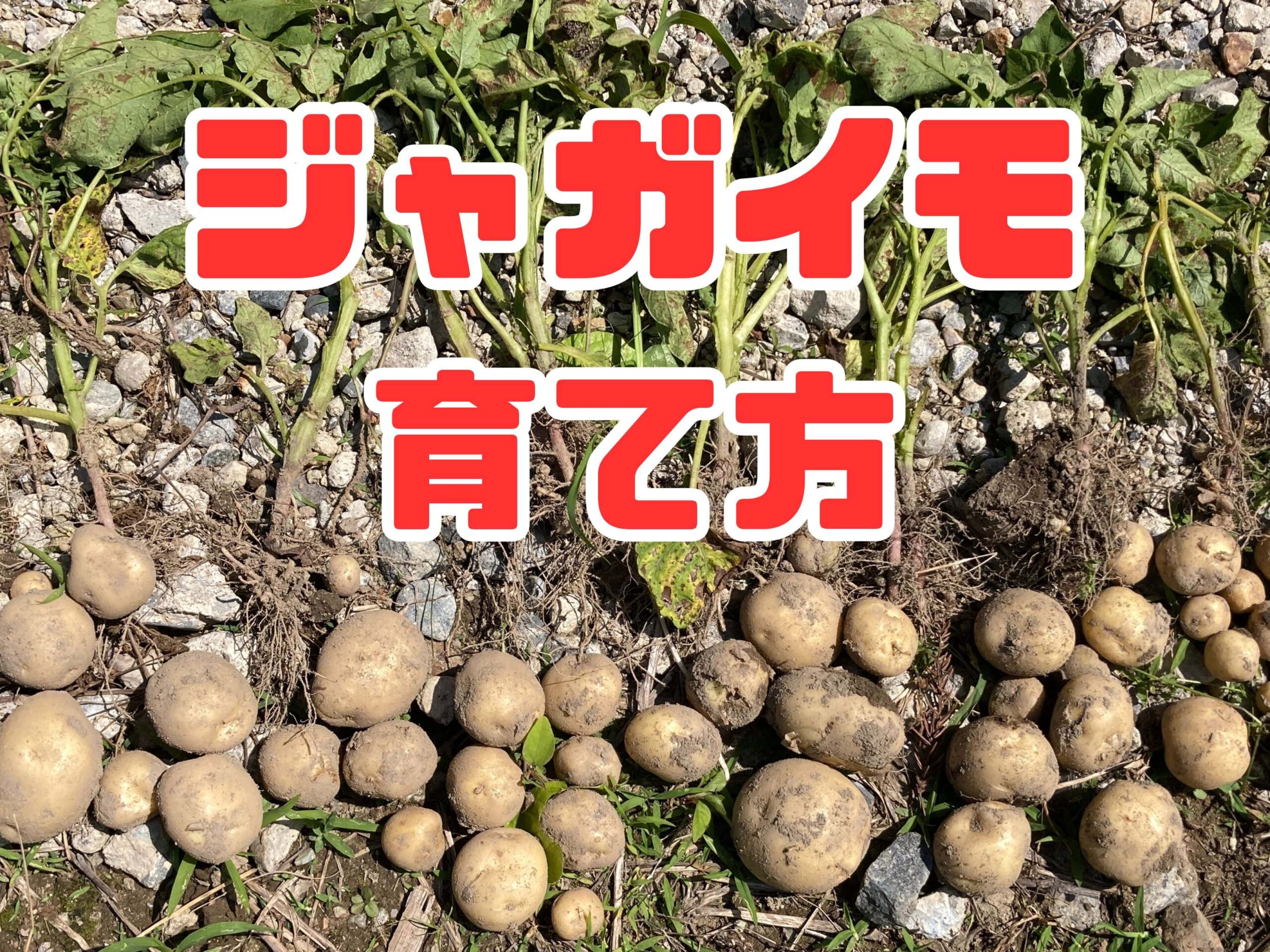 ジャガイモの育て方｜初心者でも簡単！春と秋に育てられる！家庭菜園初心者にもおすすめの人気野菜