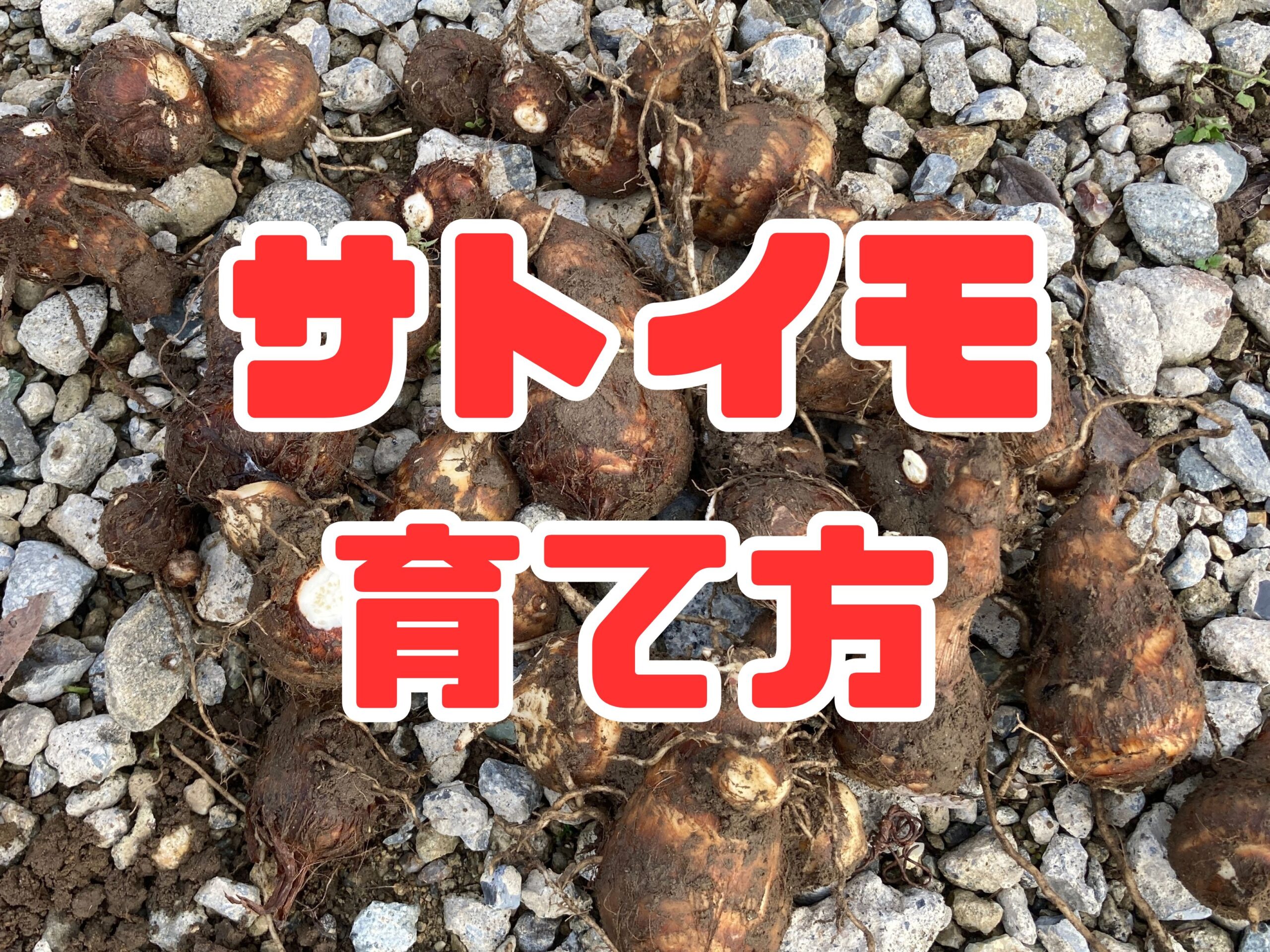 サトイモ（里芋）の育て方｜初心者でも簡単！ねっとりホクホク！家庭菜園でおいしい里芋を育てよう