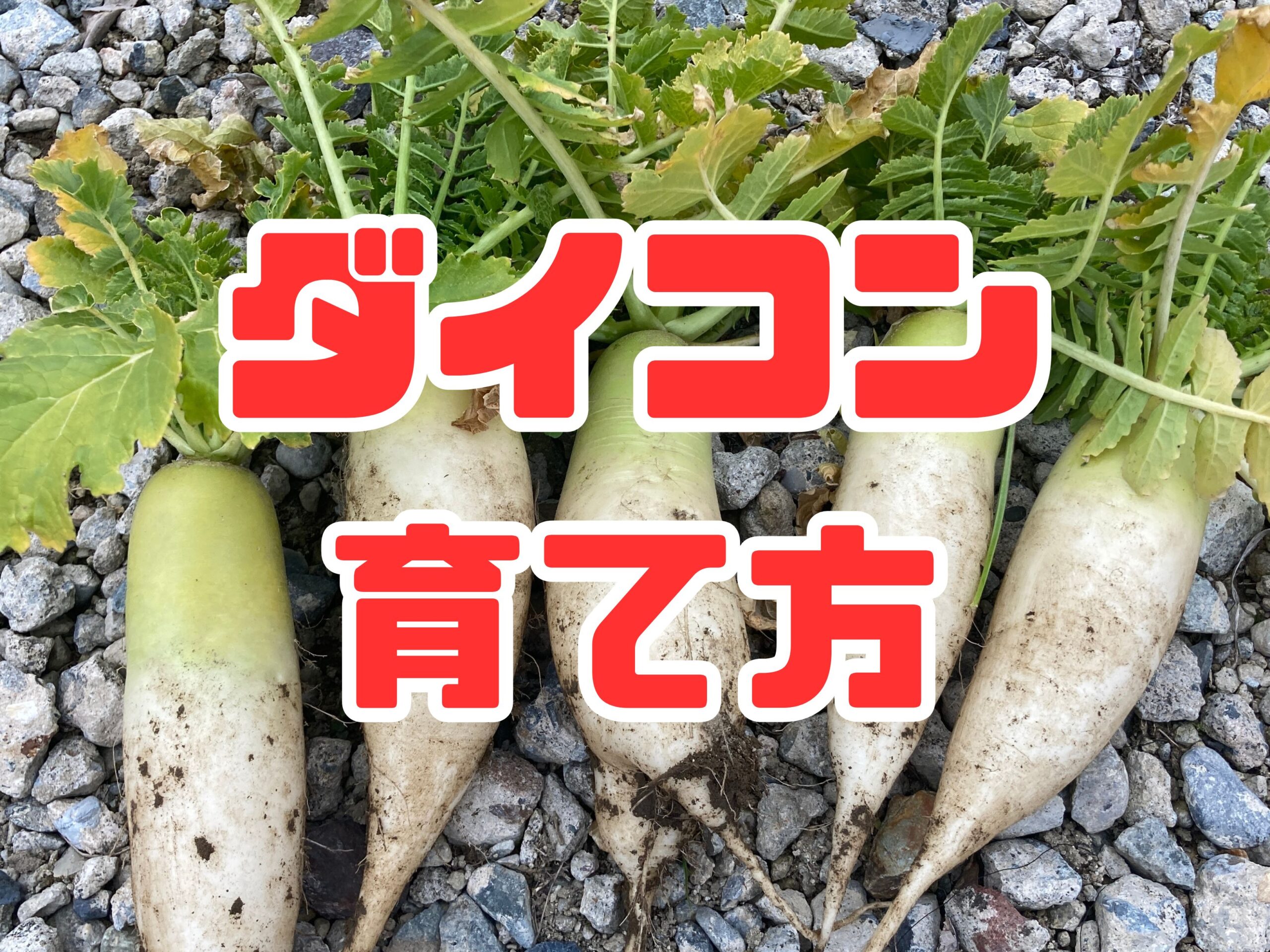 ダイコン（大根）の育て方｜初心者でも簡単！みずみずしく甘い大根を家庭菜園で楽しもう。畑でもプランターでも栽培可能