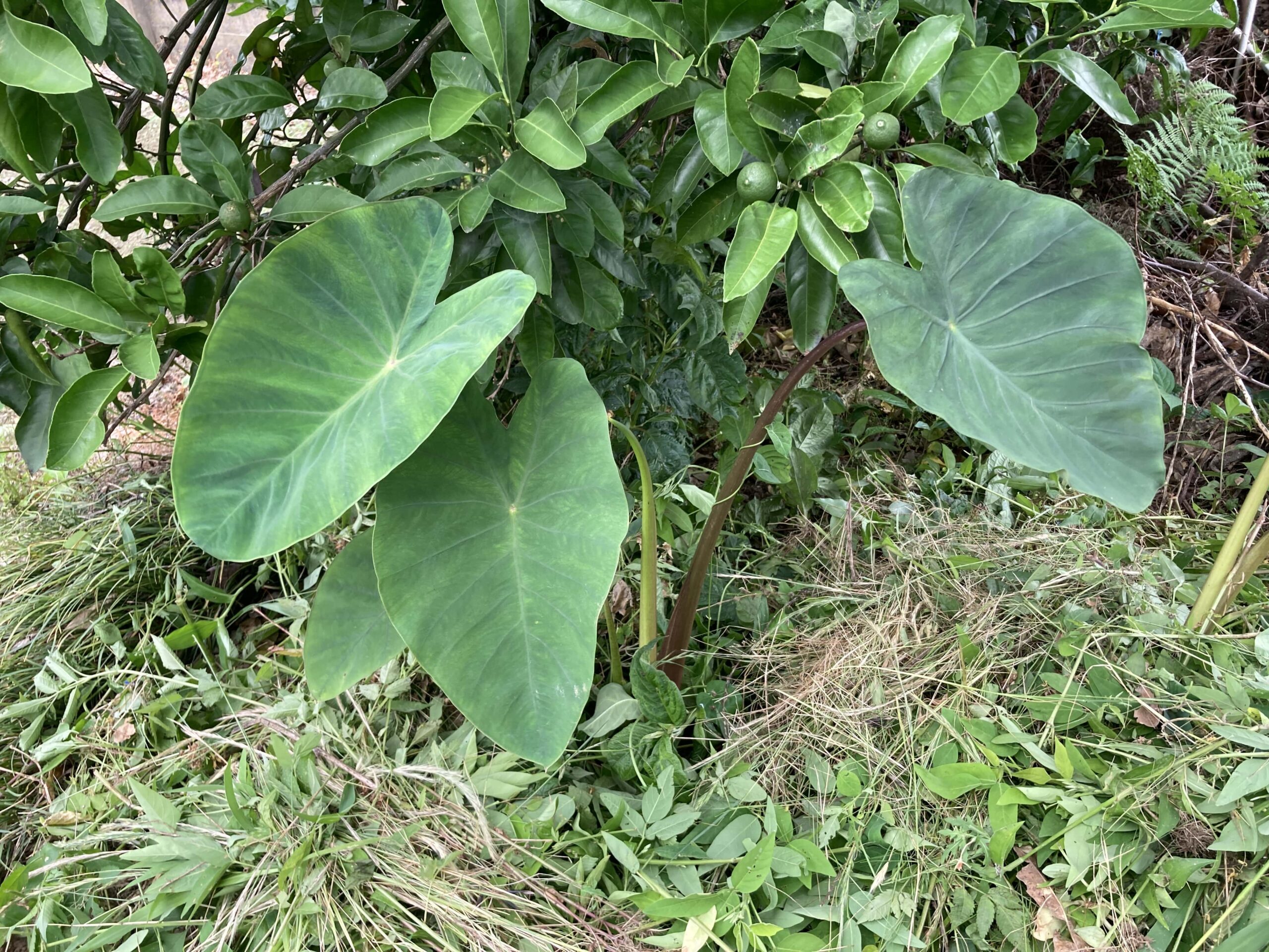 サトイモ（里芋）の育て方｜初心者でも簡単！ねっとりホクホク！家庭菜園でおいしい里芋を育てよう