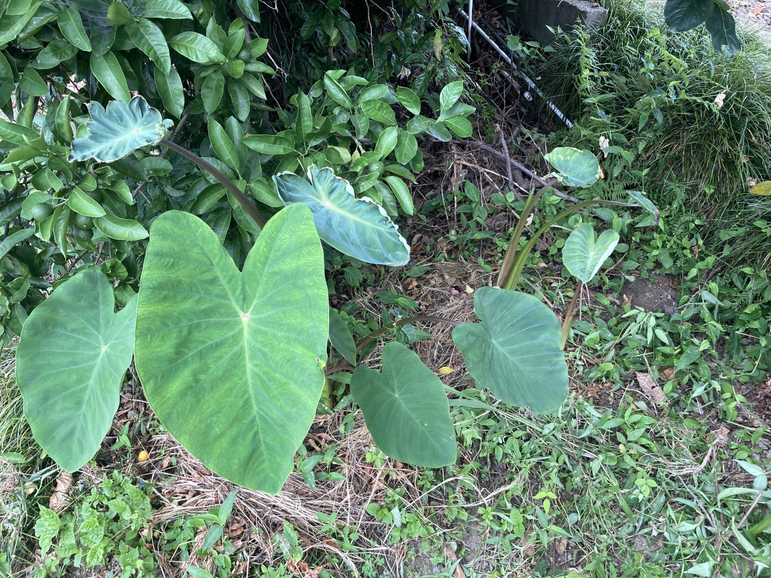 サトイモ（里芋）の育て方｜初心者でも簡単！ねっとりホクホク！家庭菜園でおいしい里芋を育てよう