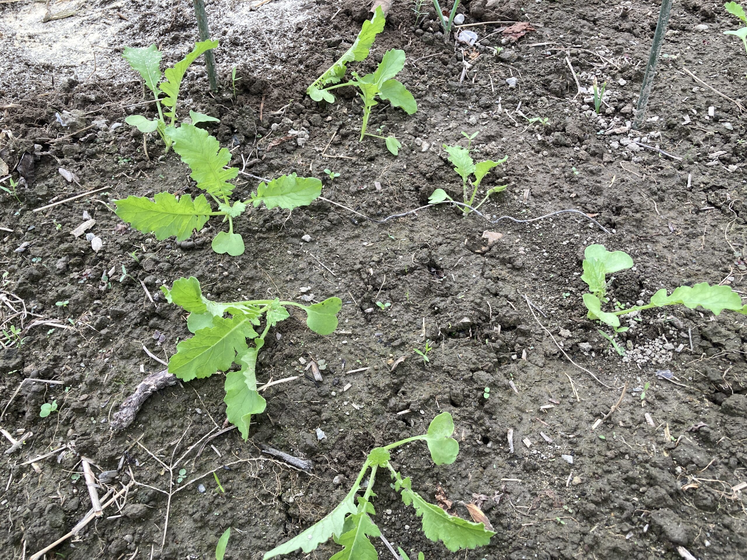 ダイコン（大根）の育て方｜初心者でも簡単！みずみずしく甘い大根を家庭菜園で楽しもう。畑でもプランターでも栽培可能