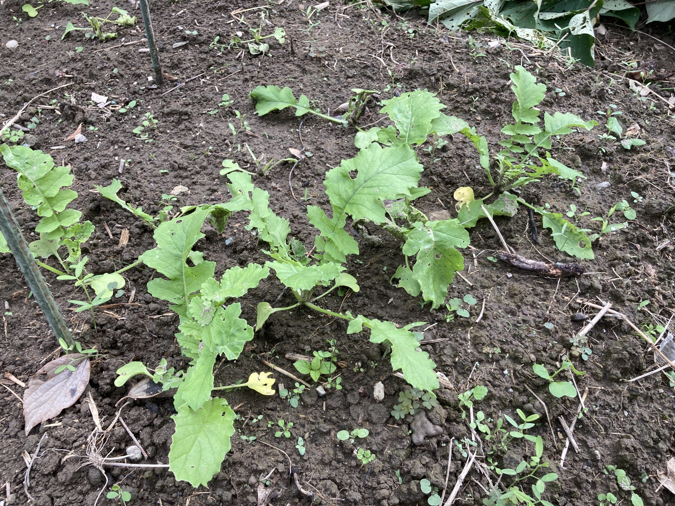 ダイコン(大根)の育て方|初心者でも簡単!みずみずしく甘い大根を家庭菜園で楽しもう。畑でもプランターでも栽培可能