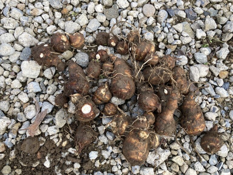 サトイモ(里芋)の育て方|初心者でも簡単!ねっとりホクホク!家庭菜園でおいしい里芋を育てよう