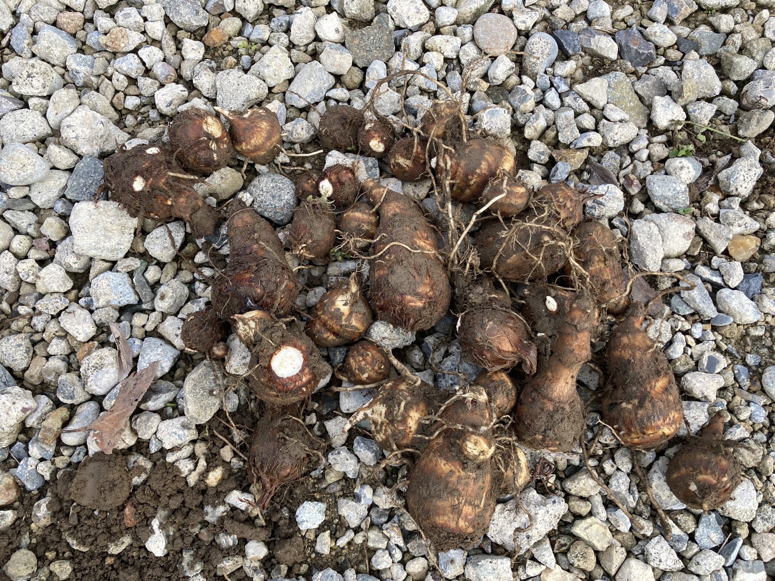 サトイモ（里芋）の育て方｜初心者でも簡単！ねっとりホクホク！家庭菜園でおいしい里芋を育てよう