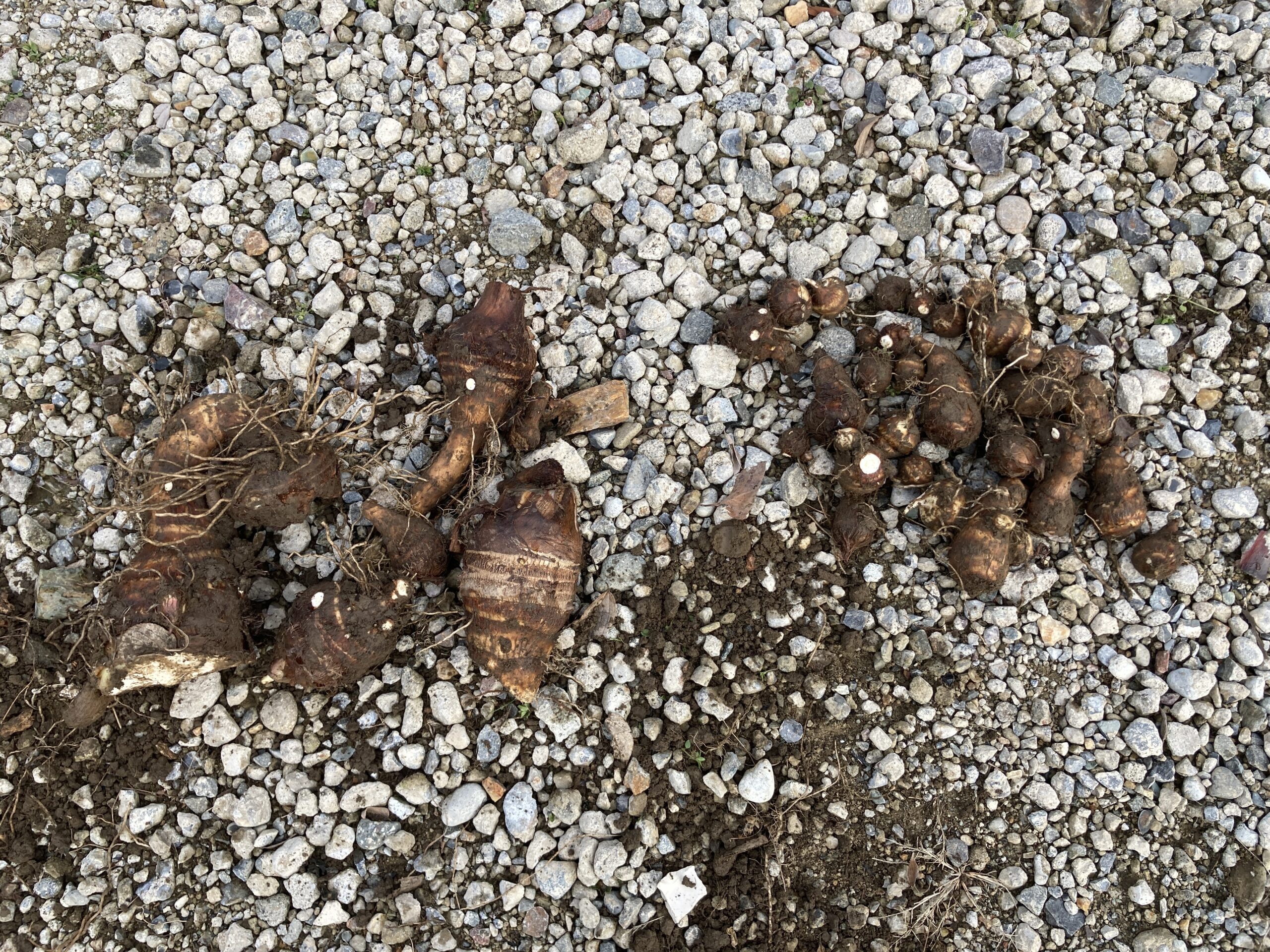 サトイモ(里芋)の育て方|初心者でも簡単!ねっとりホクホク!家庭菜園でおいしい里芋を育てよう