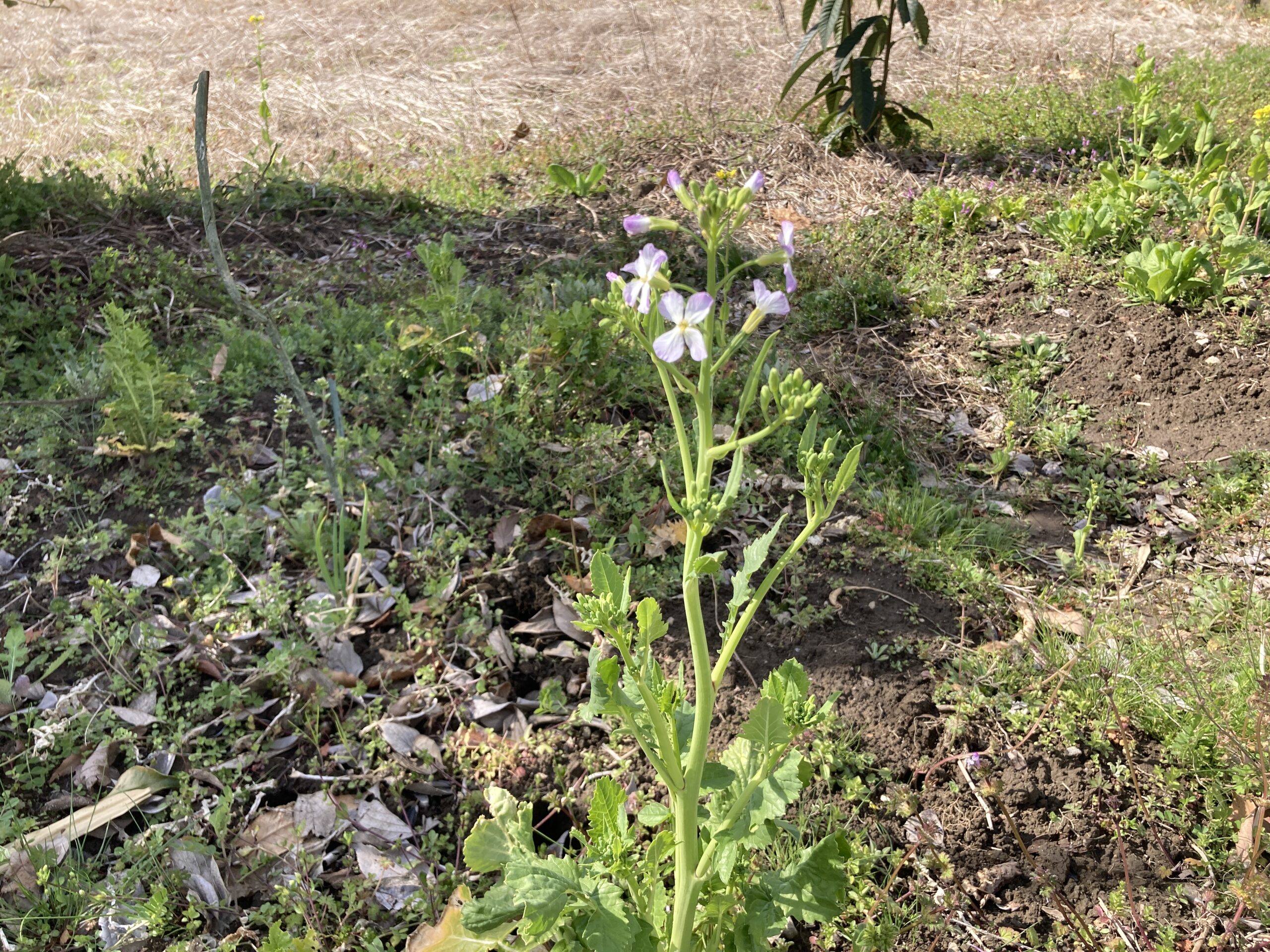 ダイコン(大根)の育て方|初心者でも簡単!みずみずしく甘い大根を家庭菜園で楽しもう。畑でもプランターでも栽培可能