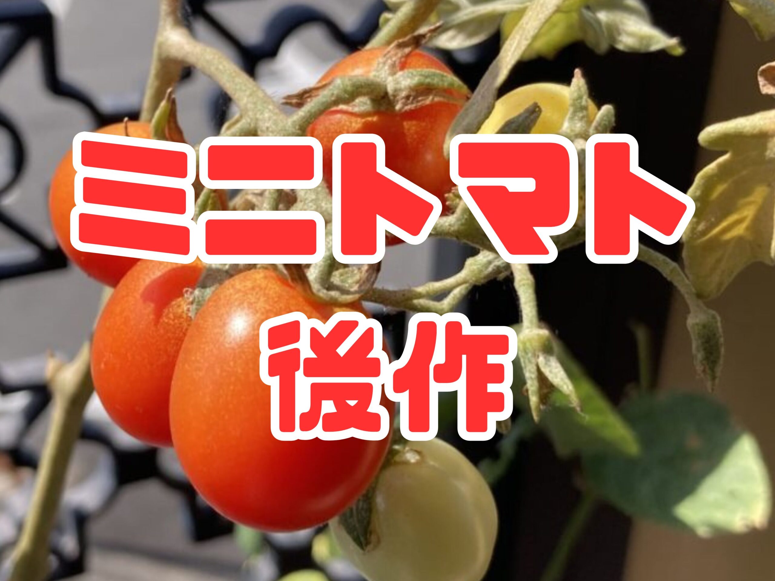 ミニトマトの後作におすすめの野菜5選｜連作障害を避けて秋冬も畑を活用しよう！