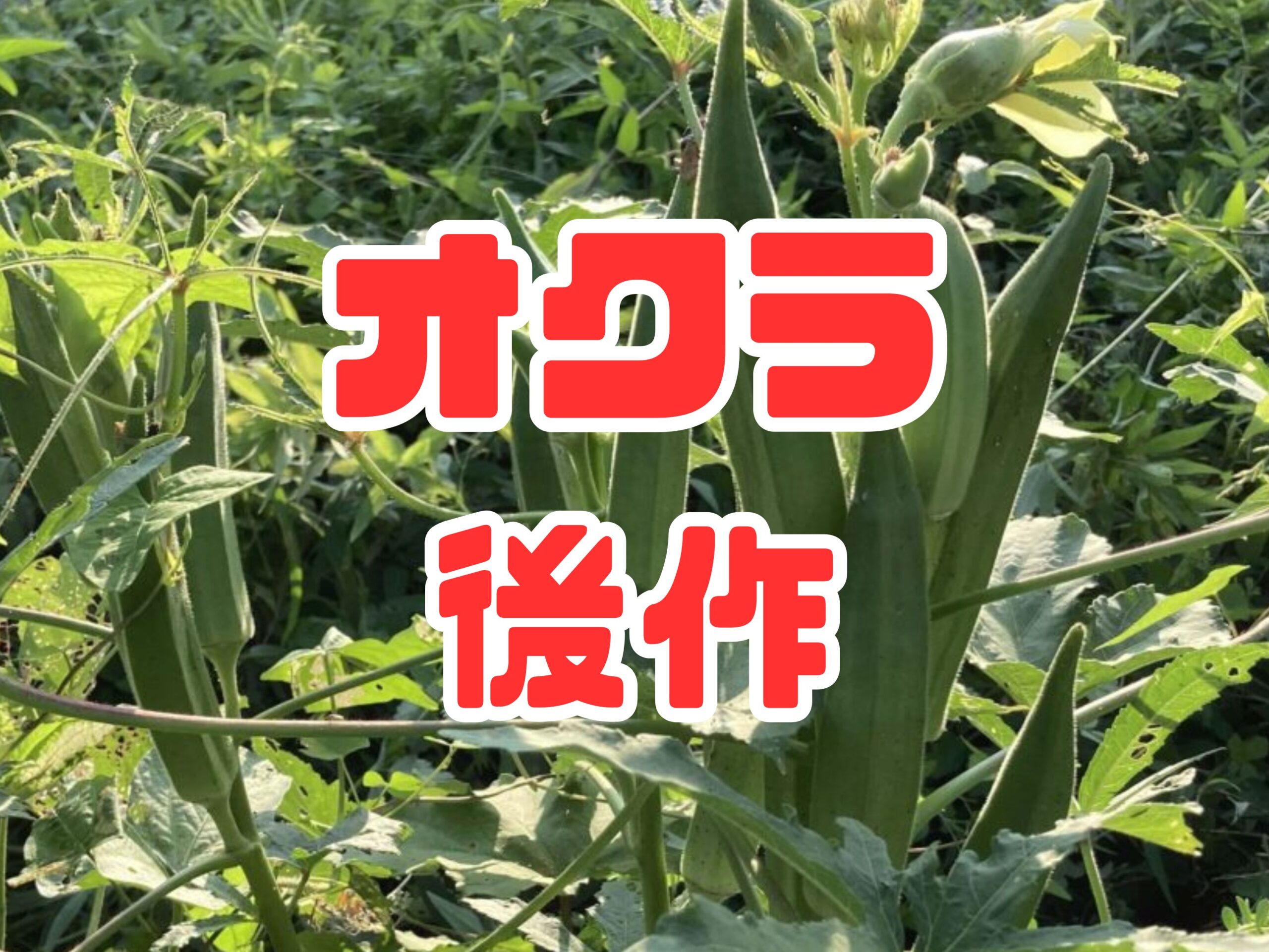 オクラの後作におすすめの野菜5選｜土壌を活かして効率よく家庭菜園を楽しもう