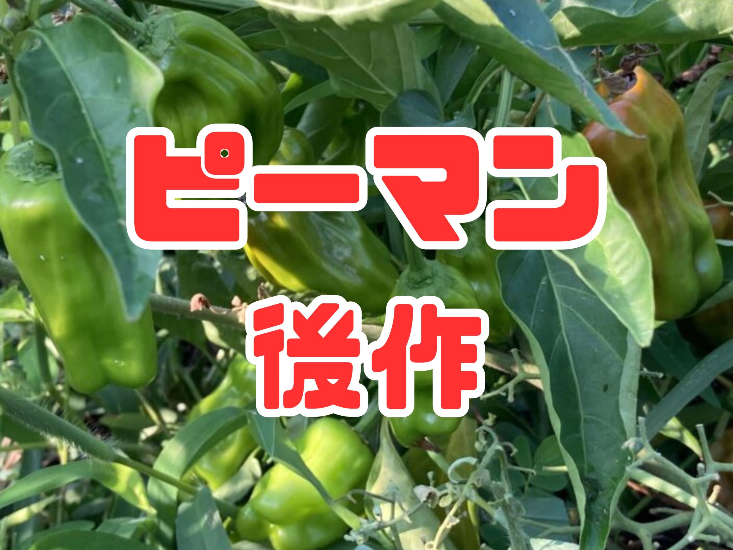 ピーマンの後作におすすめの野菜5選｜土壌改善と連作障害回避で家庭菜園をもっと楽しもう
