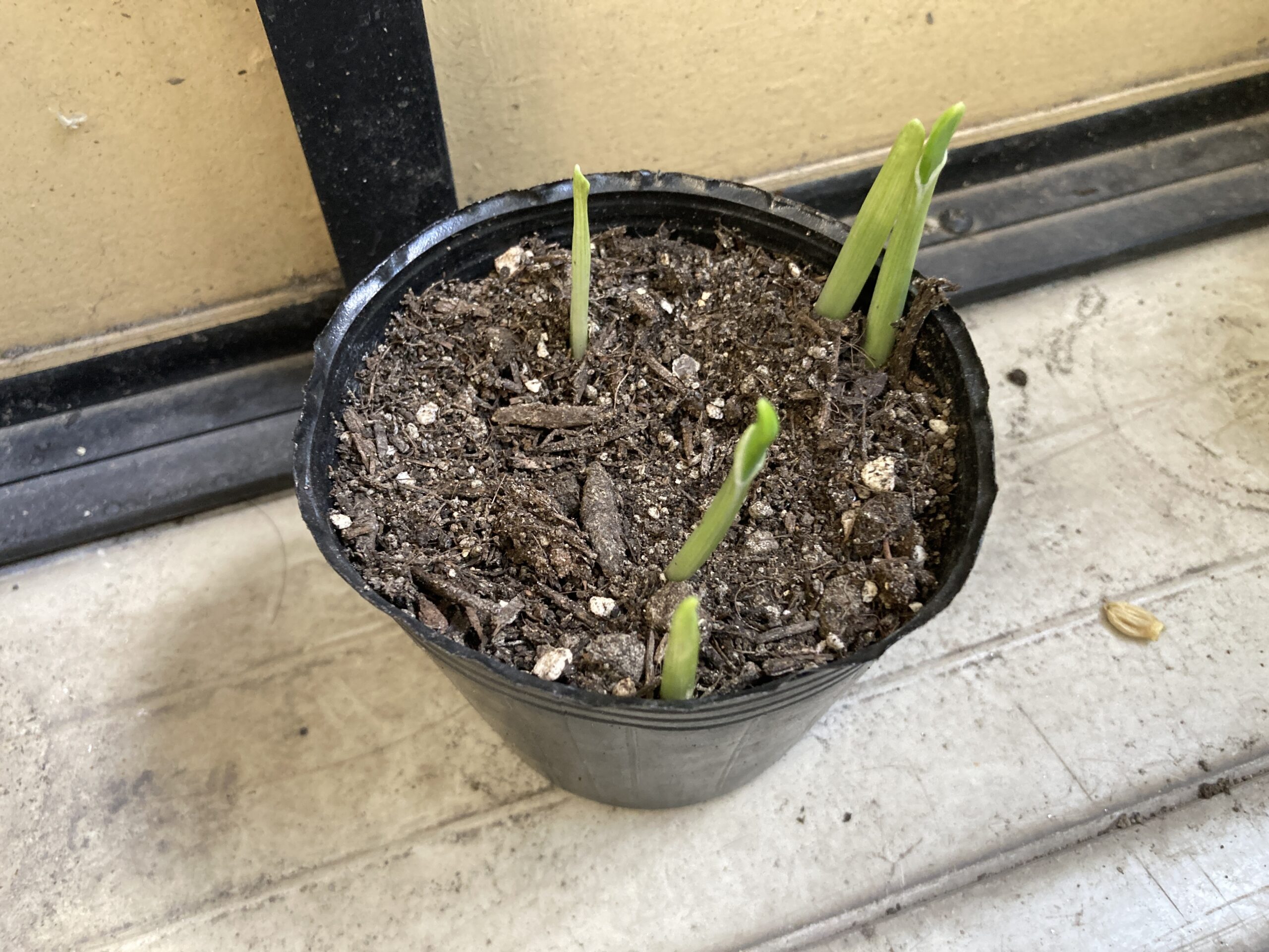ニンニクの育て方｜初心者でも簡単！家庭菜園で香り豊かなスタミナ野菜を育てよう