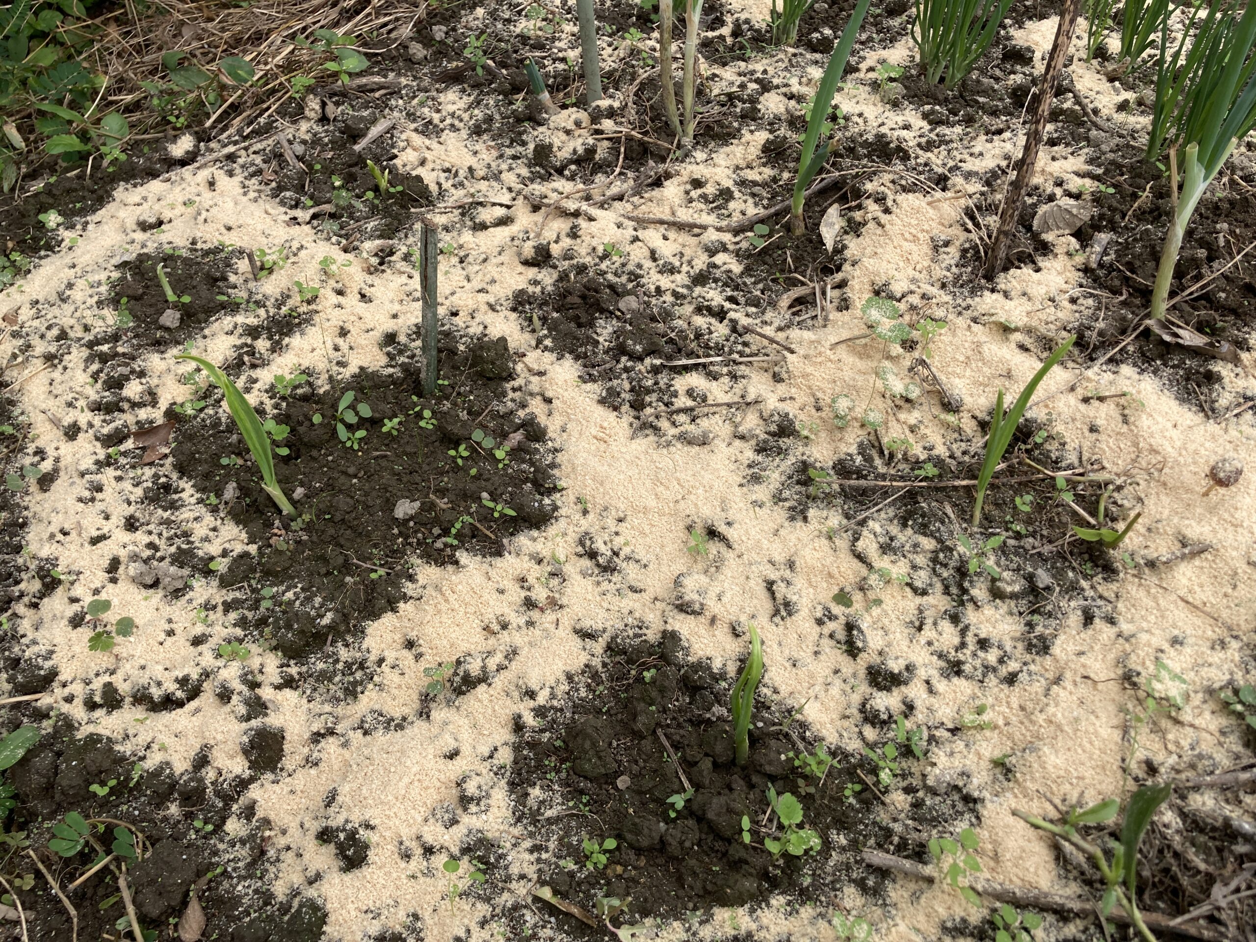 ニンニクの育て方｜初心者でも簡単！家庭菜園で香り豊かなスタミナ野菜を育てよう