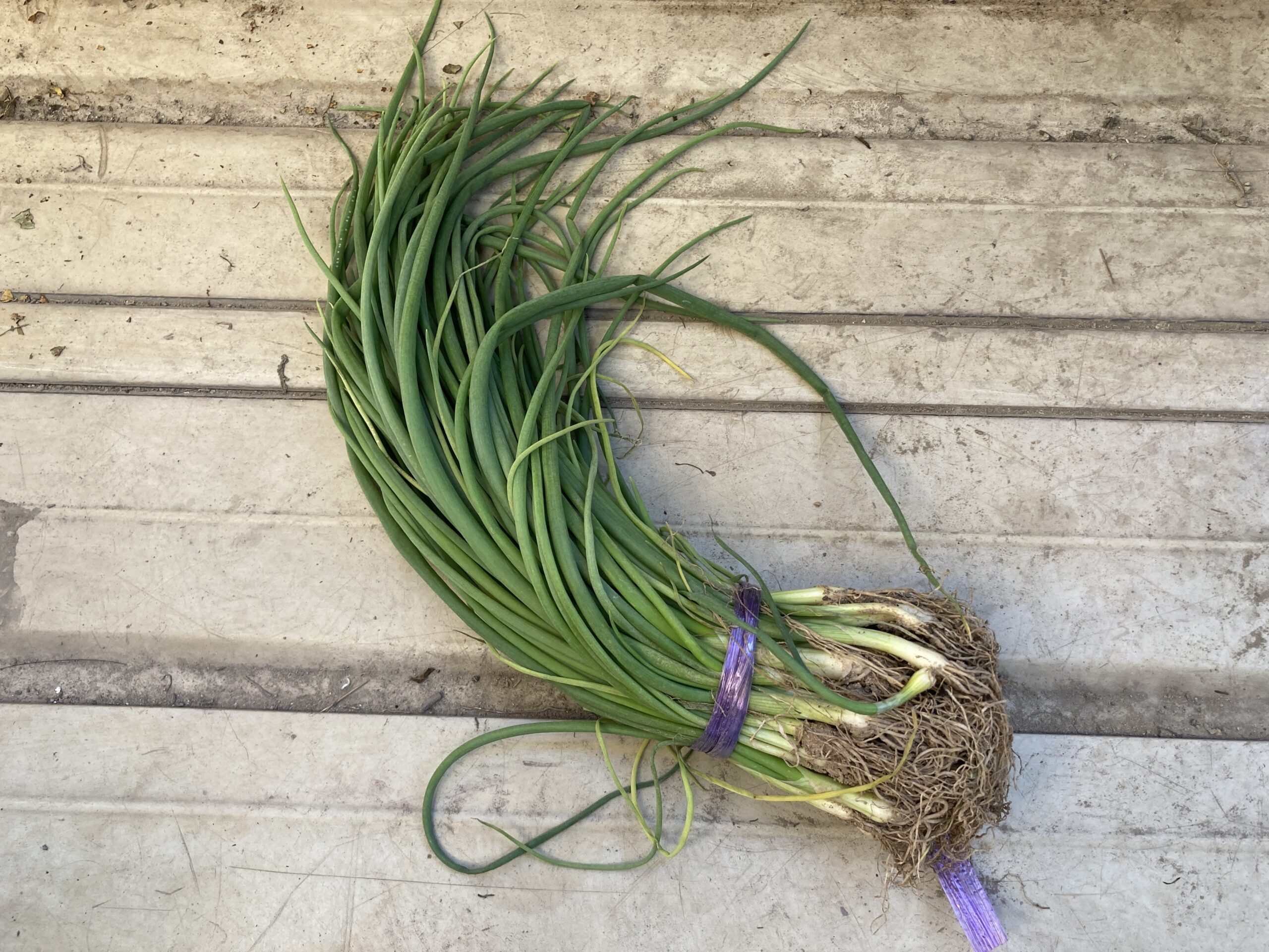 タマネギ(玉葱・たまねぎ)の育て方|甘みと香りを楽しむ定番野菜!畑でもプランターでも栽培可能