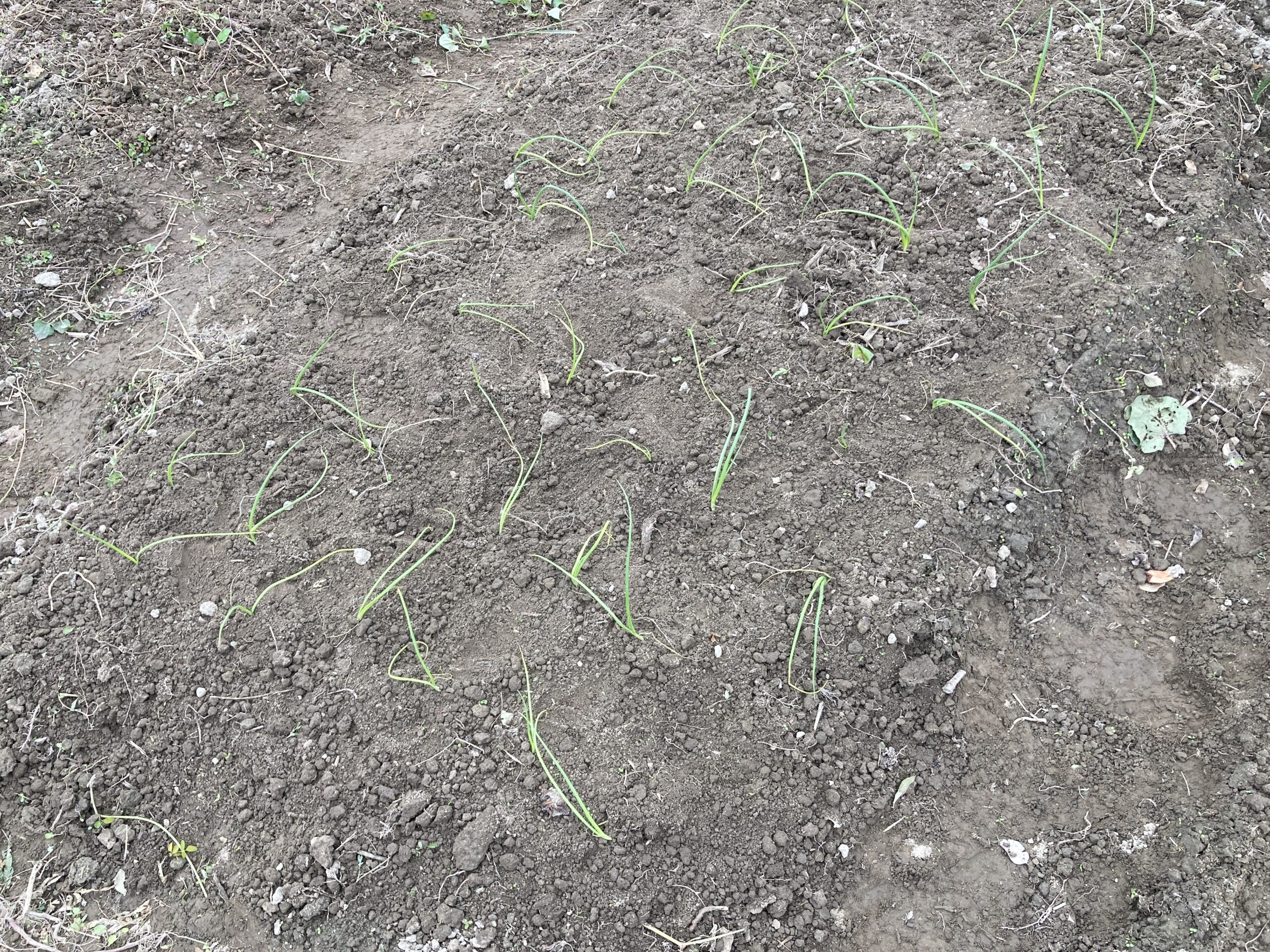 タマネギ(玉葱・たまねぎ)の育て方|甘みと香りを楽しむ定番野菜!畑でもプランターでも栽培可能