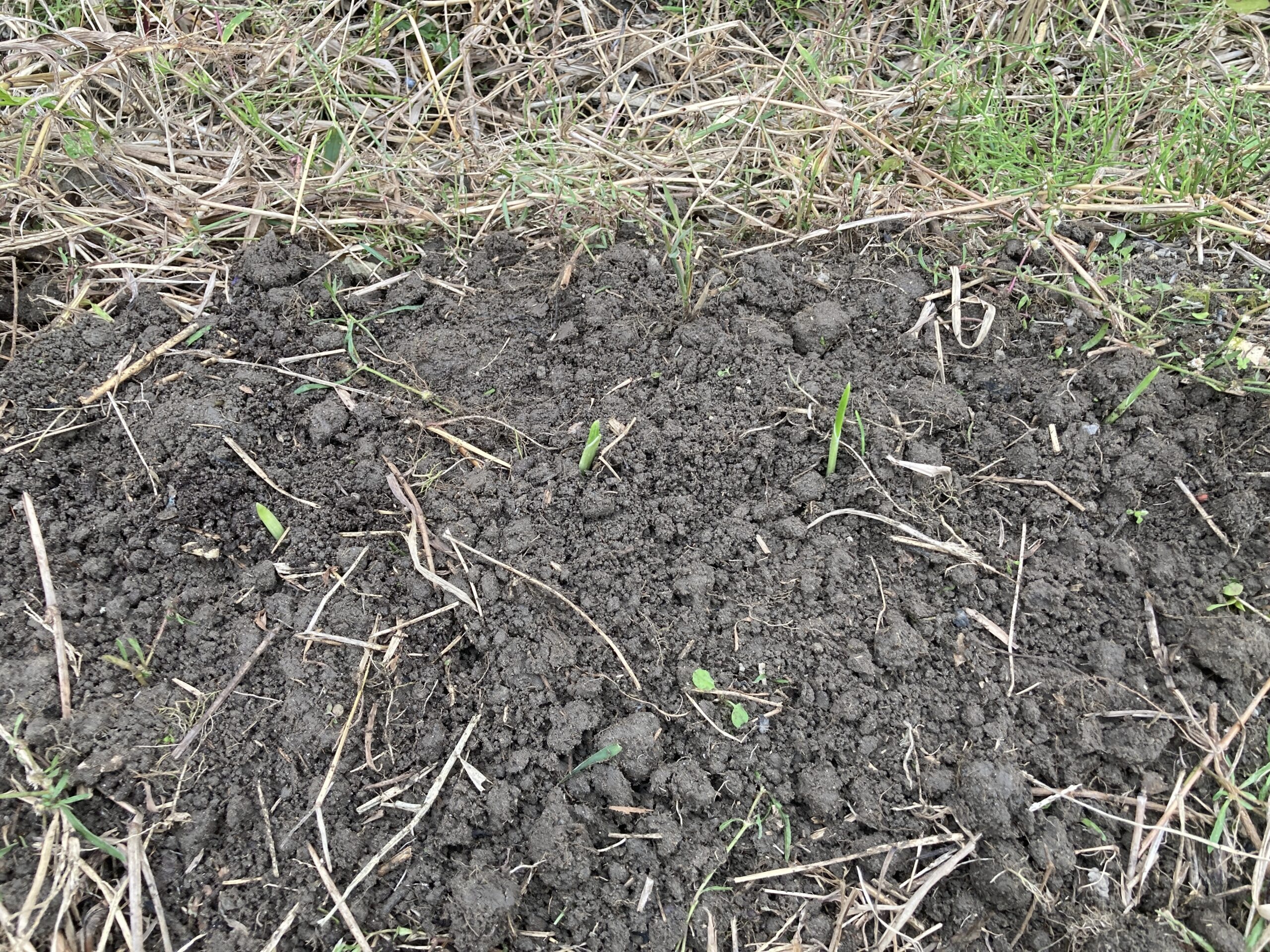 ニンニクの育て方|初心者でも簡単!家庭菜園で香り豊かなスタミナ野菜を育てよう