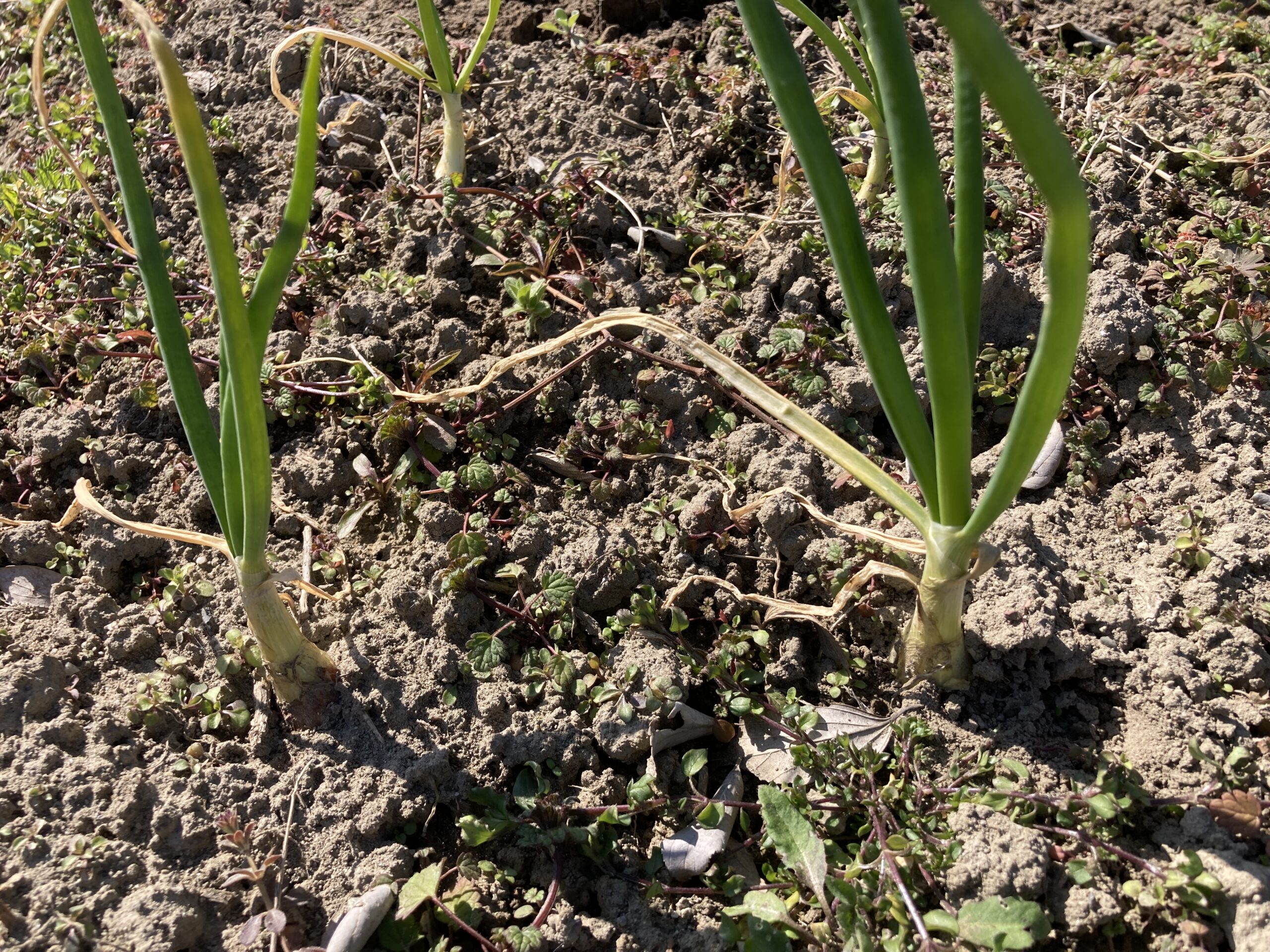 タマネギ（玉葱・たまねぎ）の育て方｜甘みと香りを楽しむ定番野菜！畑でもプランターでも栽培可能