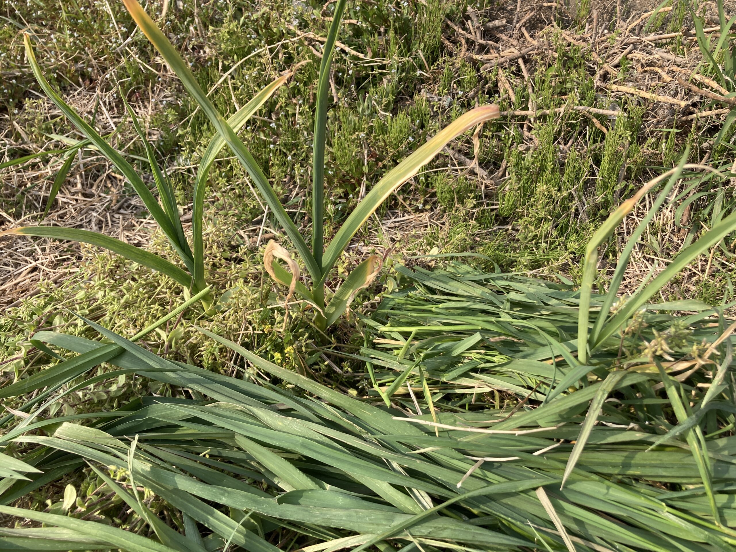 ニンニクの育て方｜初心者でも簡単！家庭菜園で香り豊かなスタミナ野菜を育てよう