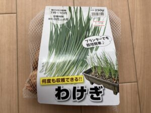ワケギの育て方｜初心者でも簡単！株分けで長く楽しめる家庭菜園向けネギ類の野菜です