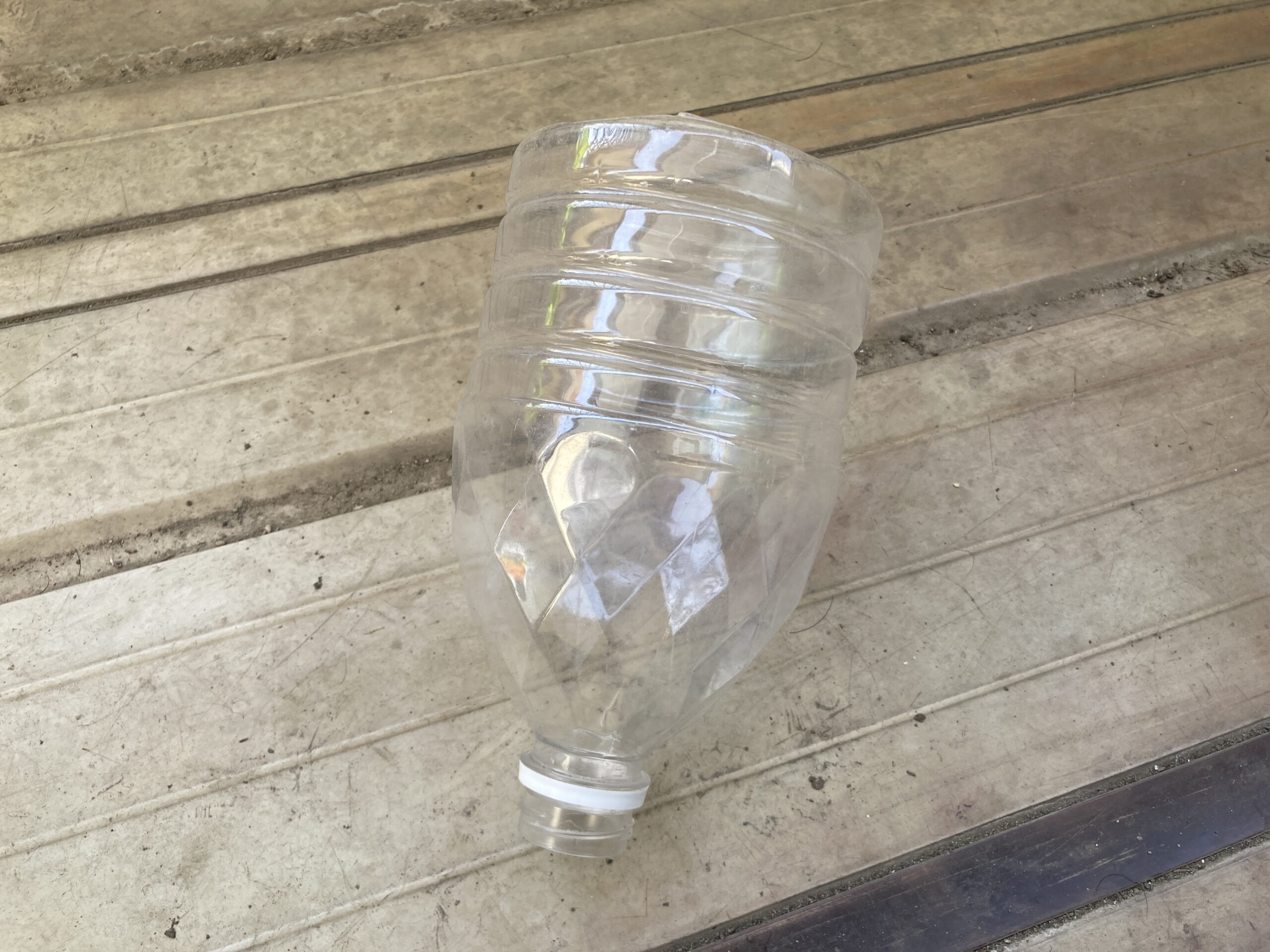 チマサンチュの育て方｜初心者でも簡単！焼肉に欠かせない、栄養満点で長く収穫できる人気の葉野菜