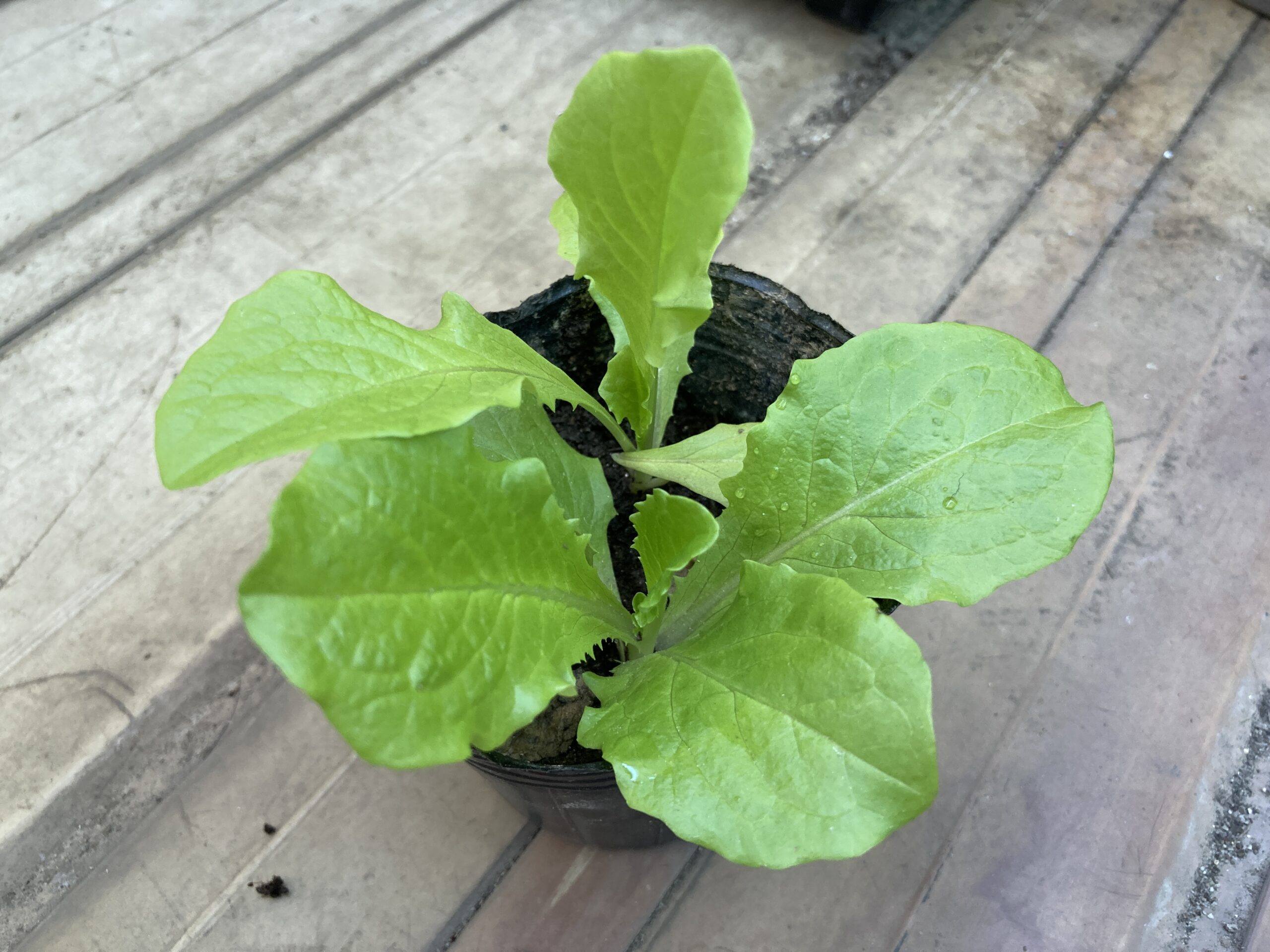 チマサンチュの育て方｜初心者でも簡単！焼肉に欠かせない、栄養満点で長く収穫できる人気の葉野菜