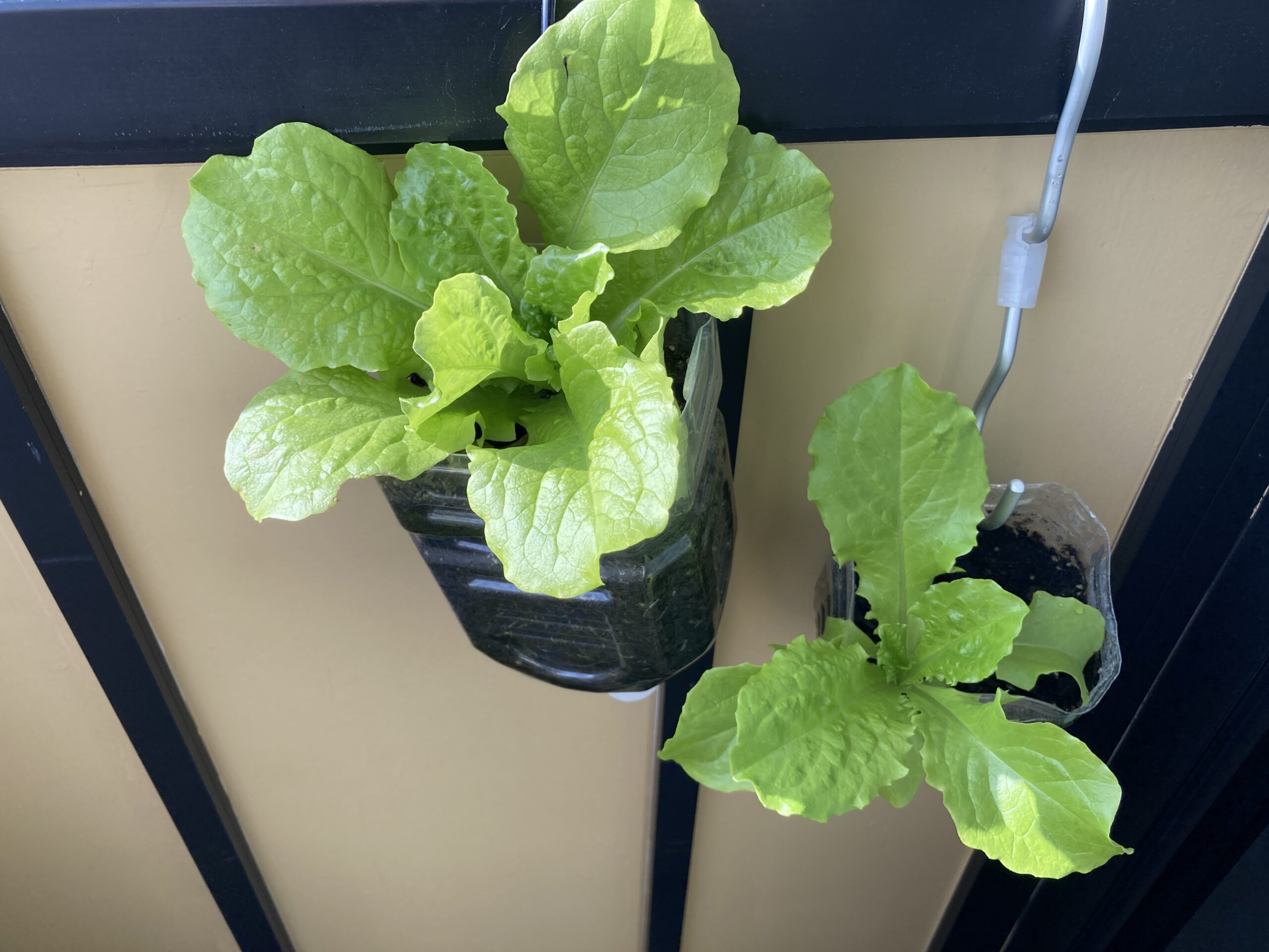 チマサンチュの育て方｜初心者でも簡単！焼肉に欠かせない、栄養満点で長く収穫できる人気の葉野菜