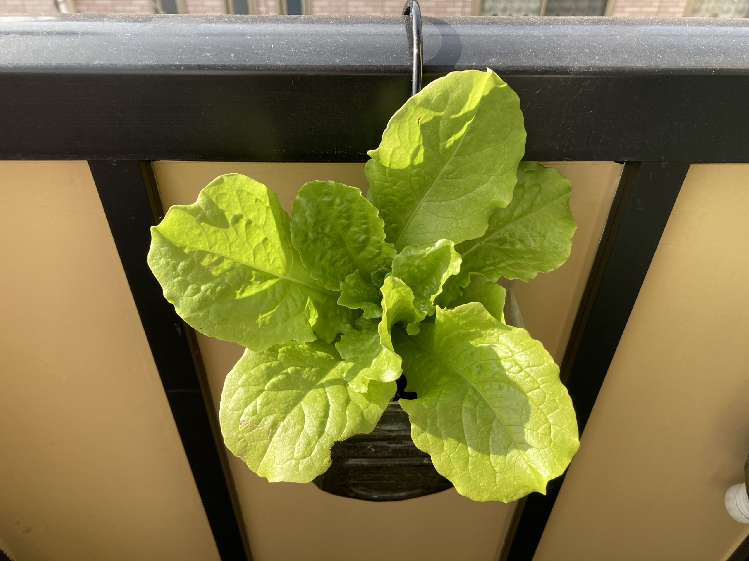 チマサンチュの育て方｜初心者でも簡単！焼肉に欠かせない、栄養満点で長く収穫できる人気の葉野菜