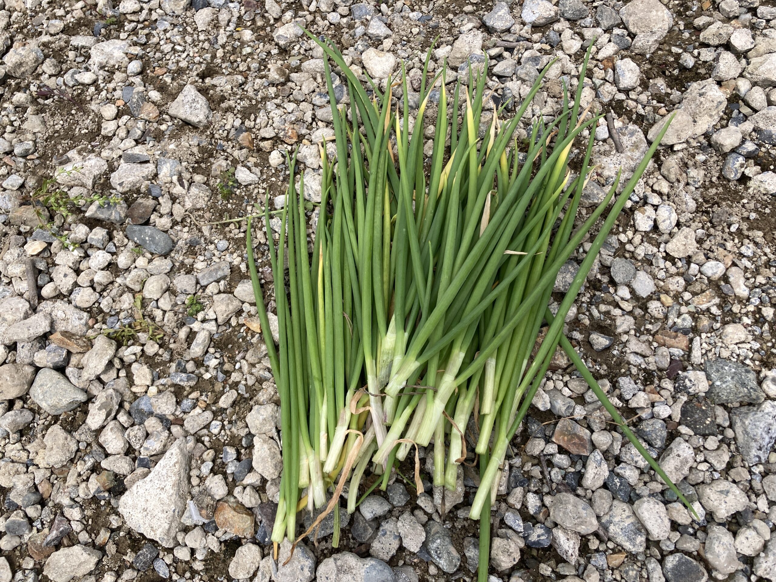 ワケギの育て方｜初心者でも簡単！株分けで長く楽しめる家庭菜園向けネギ類の野菜です