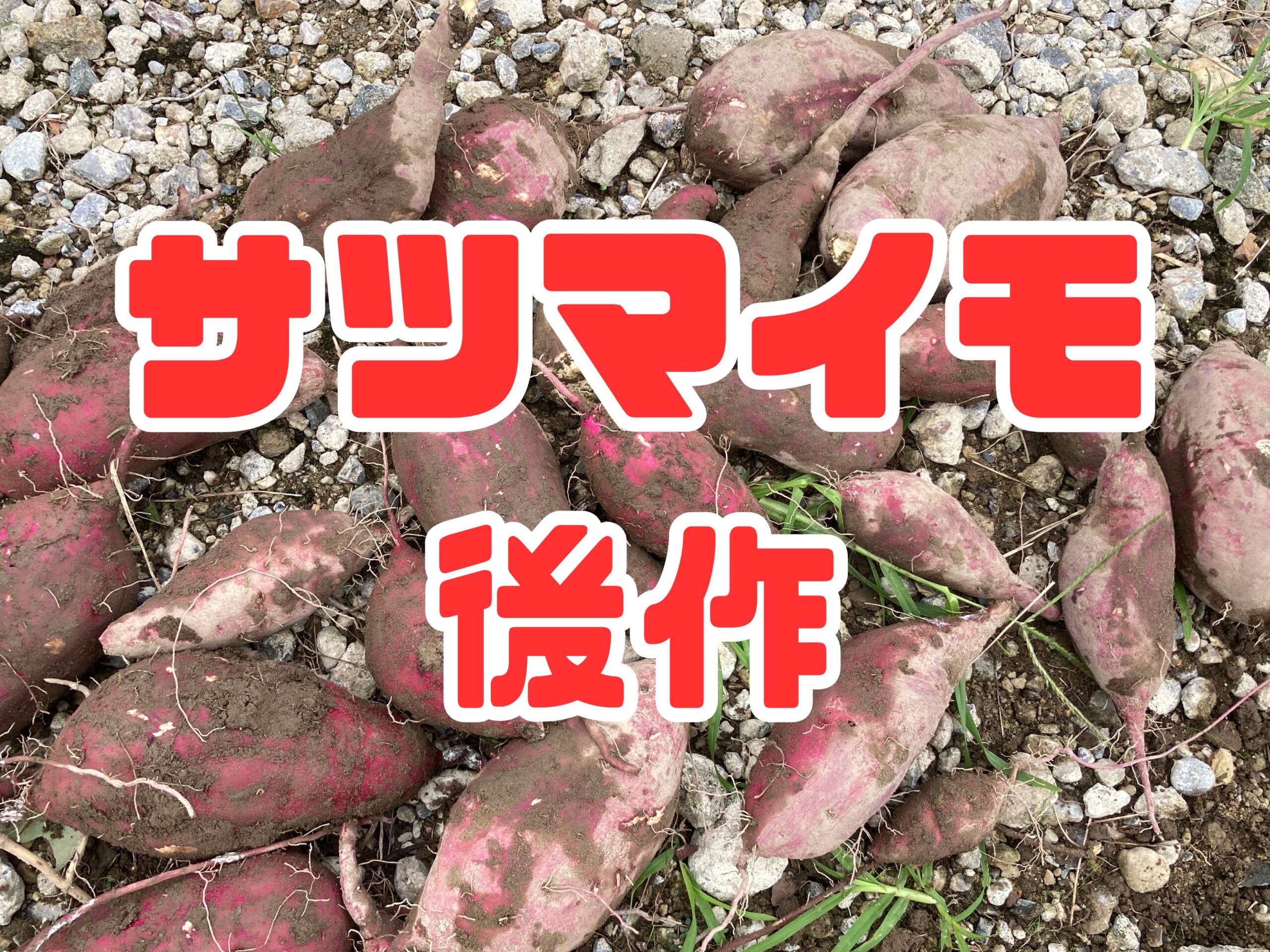 サツマイモの後作におすすめの野菜5選｜養分バランスを整えて次の収穫を成功させよう