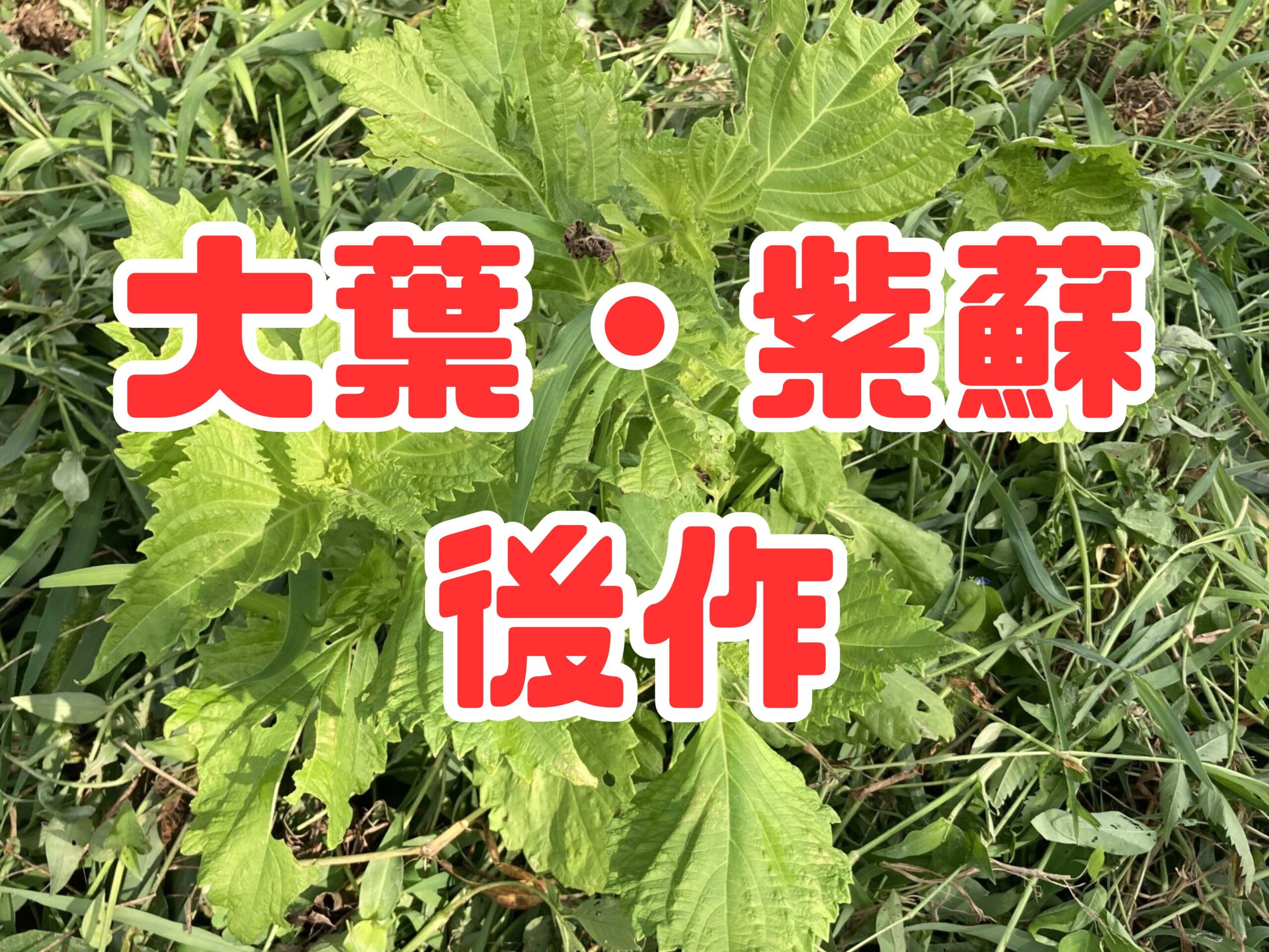 大葉（青ジソ・赤ジソ）の後作におすすめの野菜5選｜土を整えて次の栽培を成功させよう！