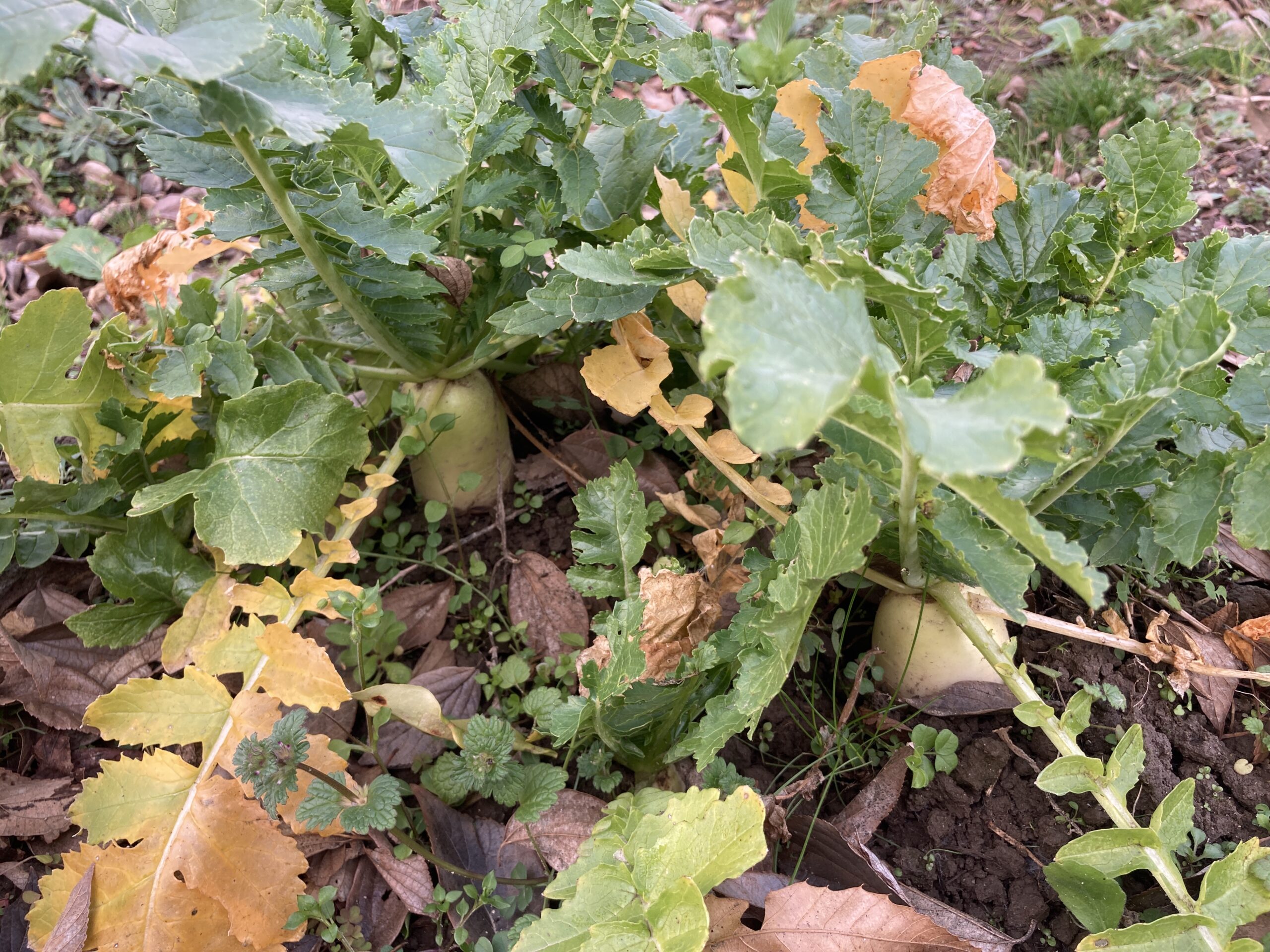 ダイコン（大根）の育て方｜初心者でも簡単！みずみずしく甘い大根を家庭菜園で楽しもう。畑でもプランターでも栽培可能