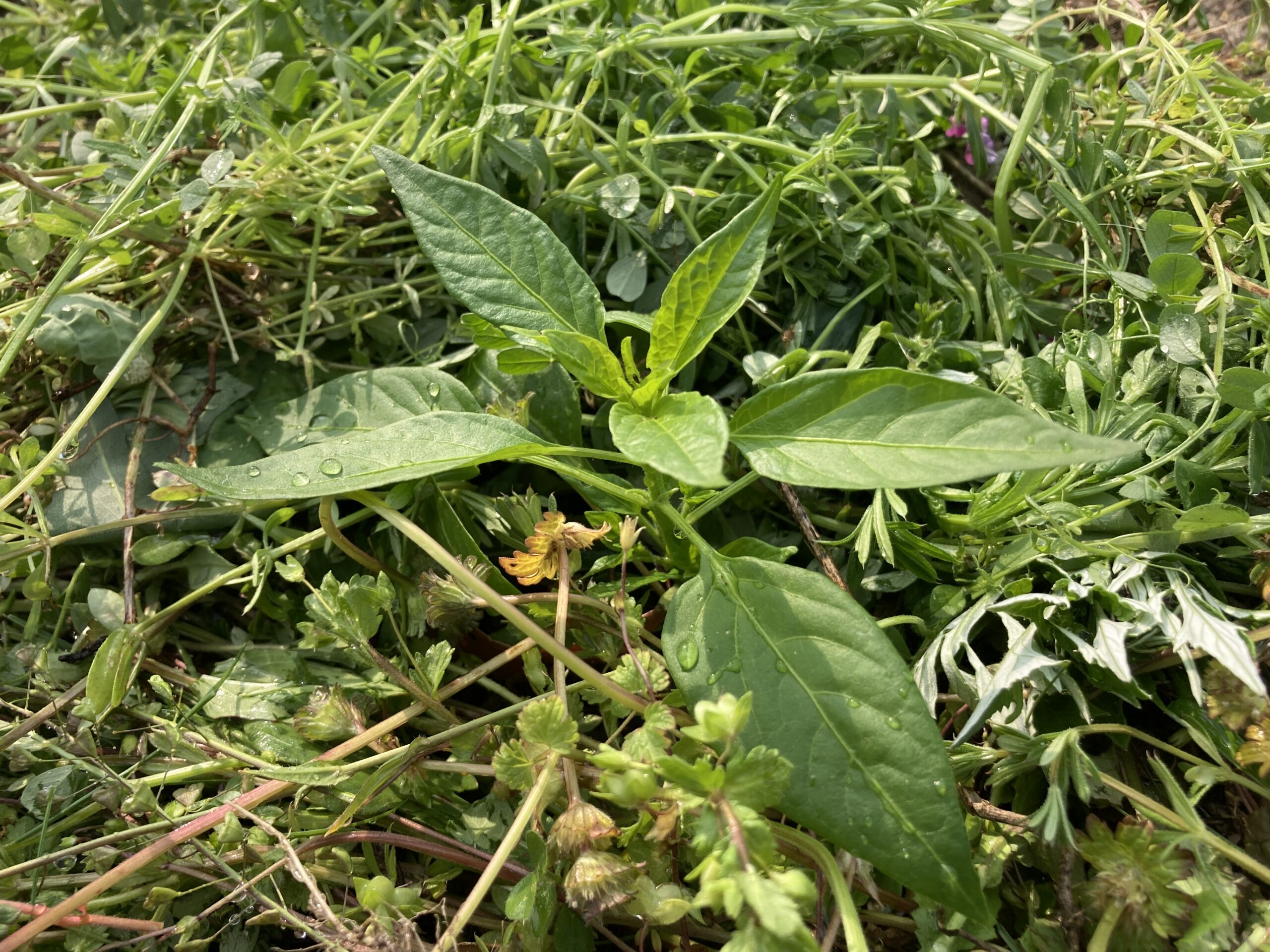 シシトウの育て方｜初心者でも簡単！長期間楽しめる万能ピーマン系夏野菜【家庭菜園シリーズ】